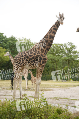 Namensgebung für Giraffennachwuchs im Tierpark Berlin