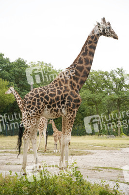 Namensgebung für Giraffennachwuchs im Tierpark Berlin