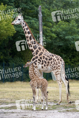 Namensgebung für Giraffennachwuchs im Tierpark Berlin