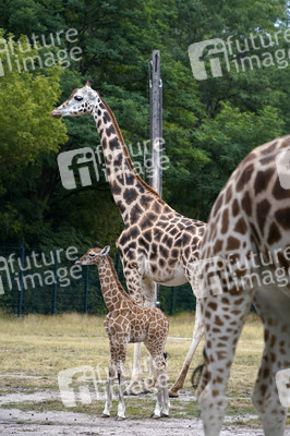 Namensgebung für Giraffennachwuchs im Tierpark Berlin