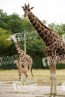 Namensgebung für Giraffennachwuchs im Tierpark Berlin