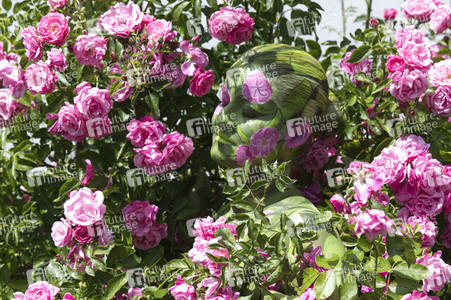 NATURE ART: Rosen / Roses Bodypainting