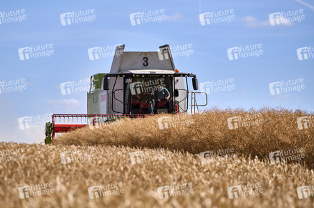 Rapsernte in Ottenstein