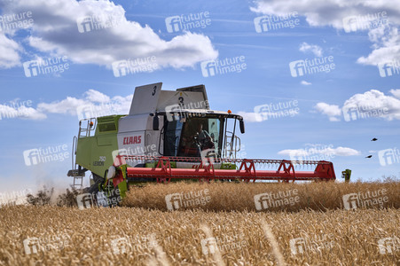 Rapsernte in Ottenstein