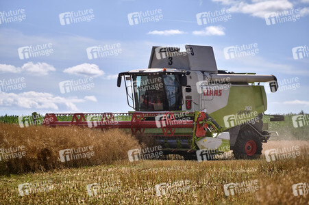 Rapsernte in Ottenstein