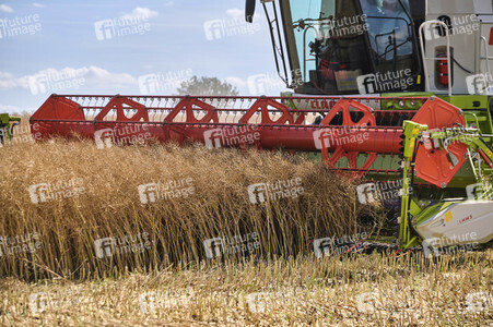 Rapsernte in Ottenstein