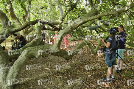 NATURE ART: Buchen / Beeches Bodypainting