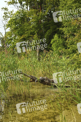 NATURE ART: Stechlinsee Bodypainting
