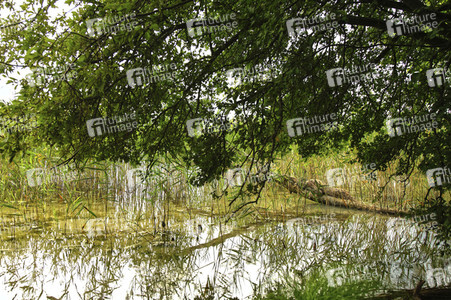NATURE ART: Stechlinsee Bodypainting