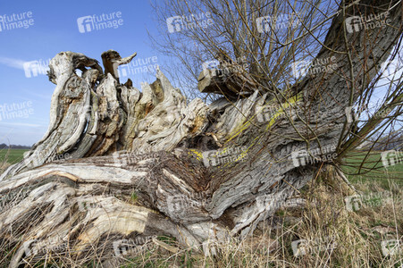 Bodypainting in Nature Kalender 2023