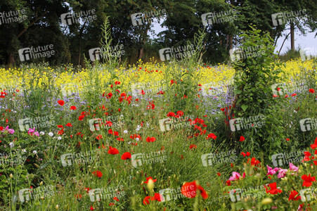 Bodypainting in Nature Kalender 2023