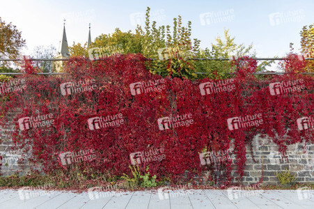 NATURE ART: Red Color Wall Bodypainting