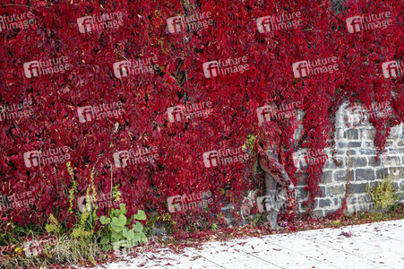 NATURE ART: Red Color Wall Bodypainting