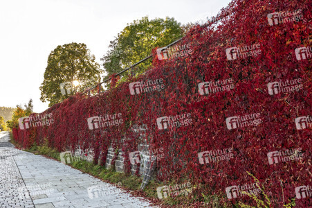 NATURE ART: Red Color Wall Bodypainting