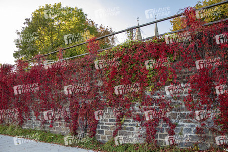 NATURE ART: Red Color Wall Bodypainting
