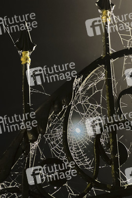 Spinnennetz in Hannover