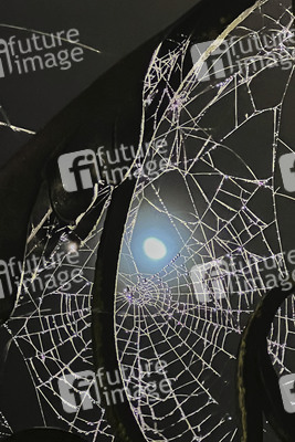 Spinnennetz in Hannover