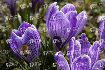 Frühling in Berlin