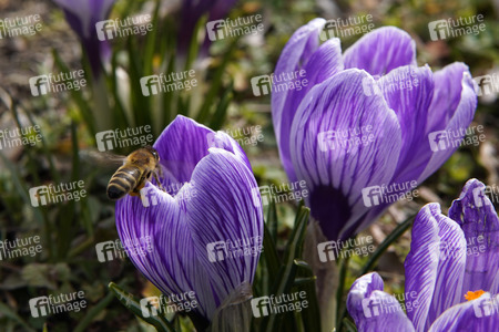 Frühling in Berlin