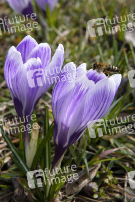 Frühling in Berlin