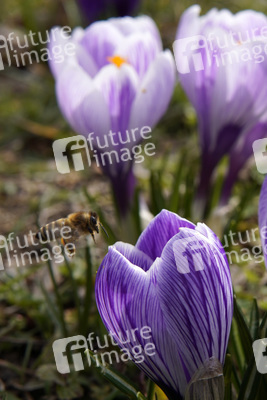 Frühling in Berlin