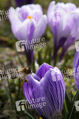 Frühling in Berlin