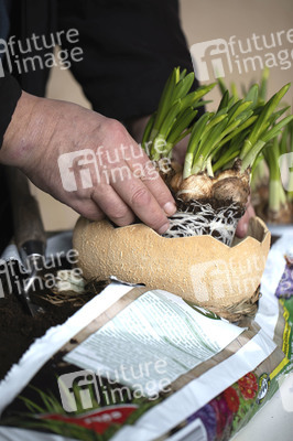 Symbolfoto Eintopfen von Blumen