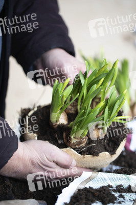 Symbolfoto Eintopfen von Blumen