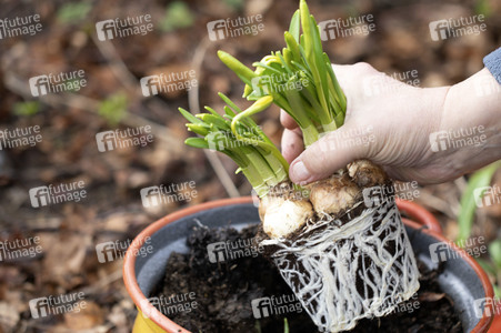 Symbolfoto Eintopfen von Blumen
