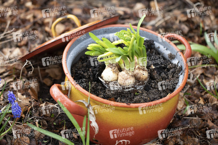 Symbolfoto Eintopfen von Blumen