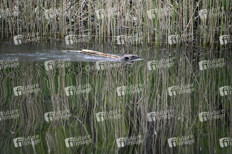 Biber im Werbellinkanal in Barnim