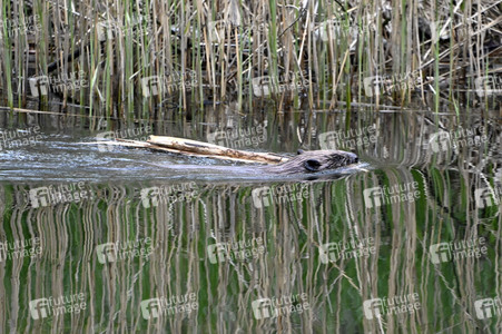 Biber im Werbellinkanal in Barnim