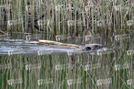 Biber im Werbellinkanal in Barnim