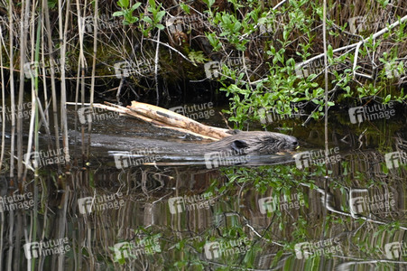 Biber im Werbellinkanal in Barnim