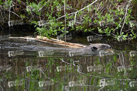Biber im Werbellinkanal in Barnim