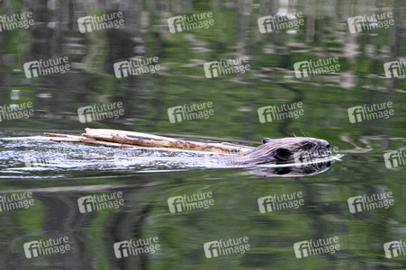 Biber im Werbellinkanal in Barnim