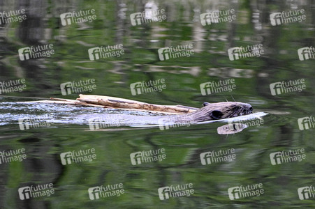 Biber im Werbellinkanal in Barnim