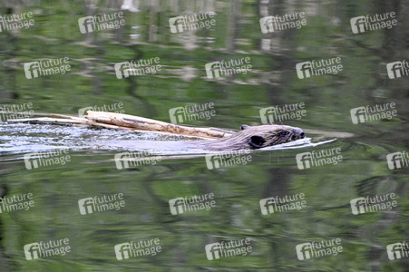 Biber im Werbellinkanal in Barnim