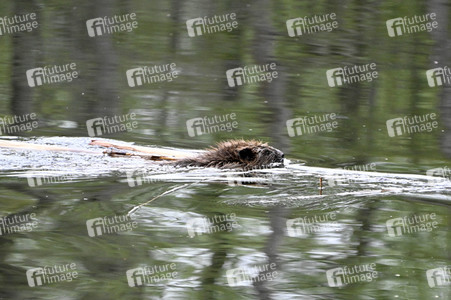 Biber im Werbellinkanal in Barnim
