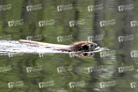 Biber im Werbellinkanal in Barnim