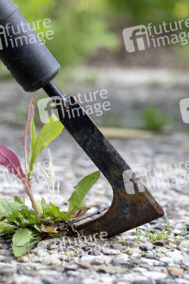 Symbolfoto Unkraut entfernen