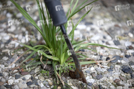 Symbolfoto Unkraut entfernen