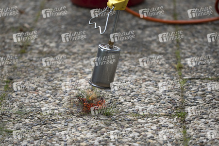 Symbolfoto Unkraut entfernen