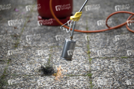 Symbolfoto Unkraut entfernen