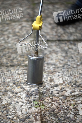 Symbolfoto Unkraut entfernen