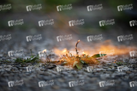 Symbolfoto Unkraut entfernen