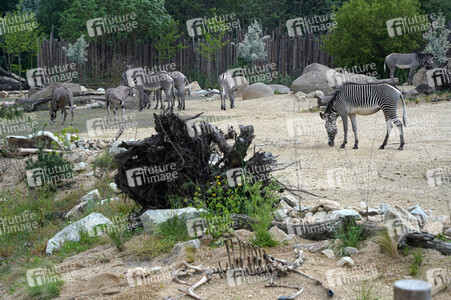 Eröffnung der Afrikanischen Savannenlandschaft im Tierpark Berlin