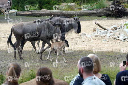 Eröffnung der Afrikanischen Savannenlandschaft im Tierpark Berlin