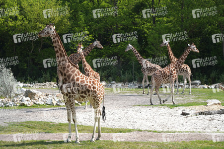 Eröffnung der Afrikanischen Savannenlandschaft im Tierpark Berlin