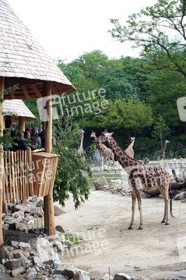 Eröffnung der Afrikanischen Savannenlandschaft im Tierpark Berlin